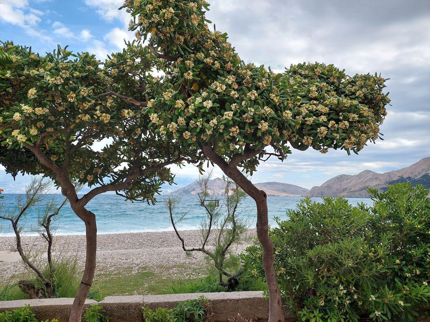 Erste Reihe Zum Meer Baška Exteriör bild